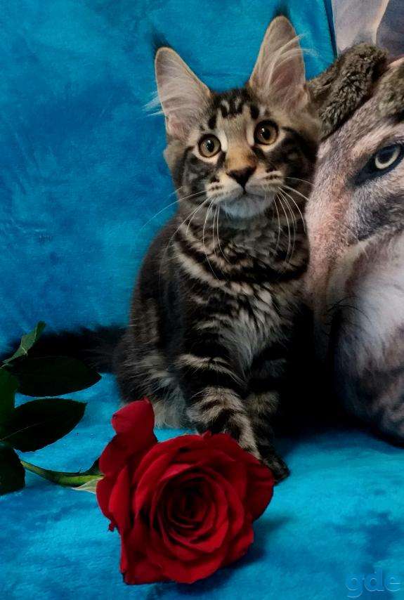 Мейн Кун, девочка, фотография 3