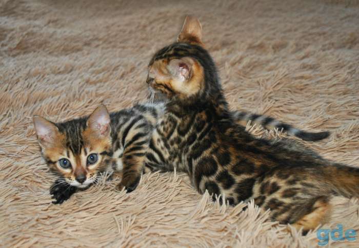 Бенгальские кошечкт, фотография 4