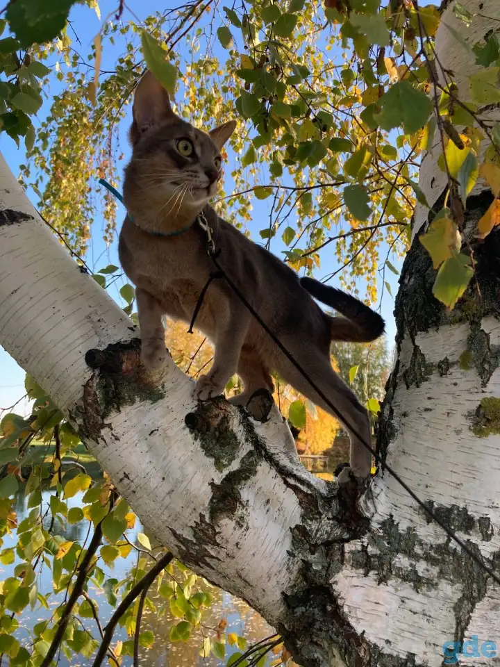 Котята, фотография 10