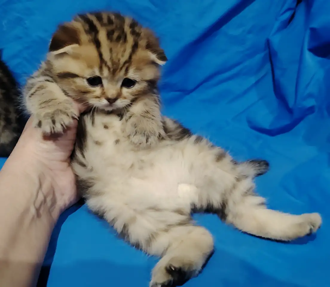 Котята кот и кошка., фотография 1