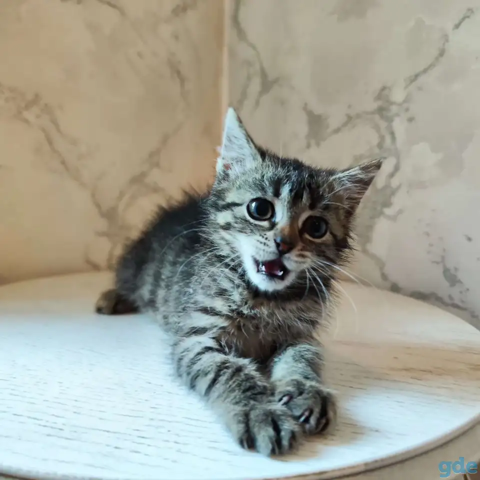 Кошечка в надёжные руки, фотография 1