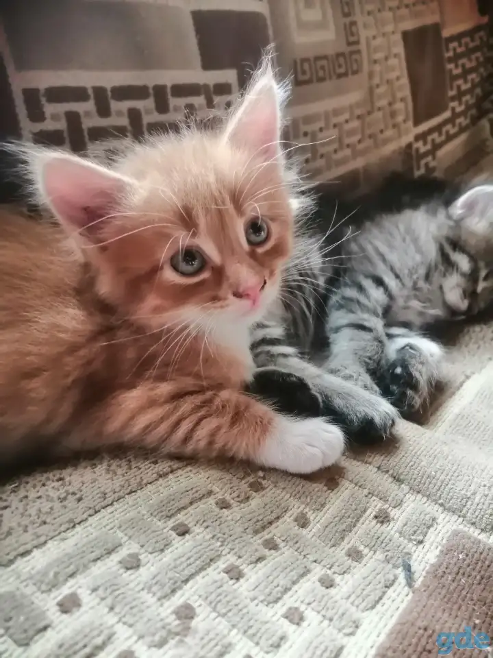 Котята в дар, фотография 8