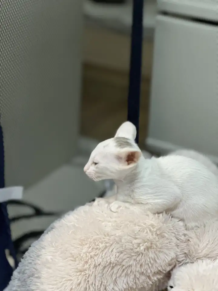 Ориентальный котенок, фотография 3