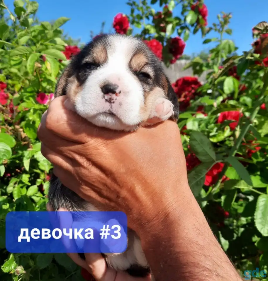Щенки Бигля., фотография 4