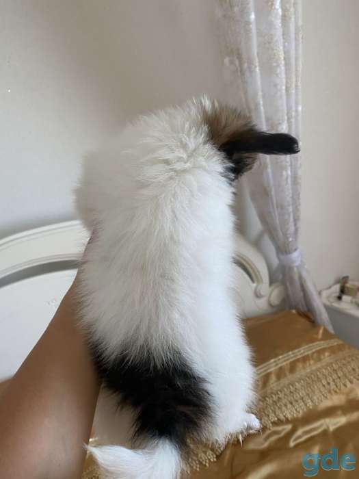 Папильон, фотография 3