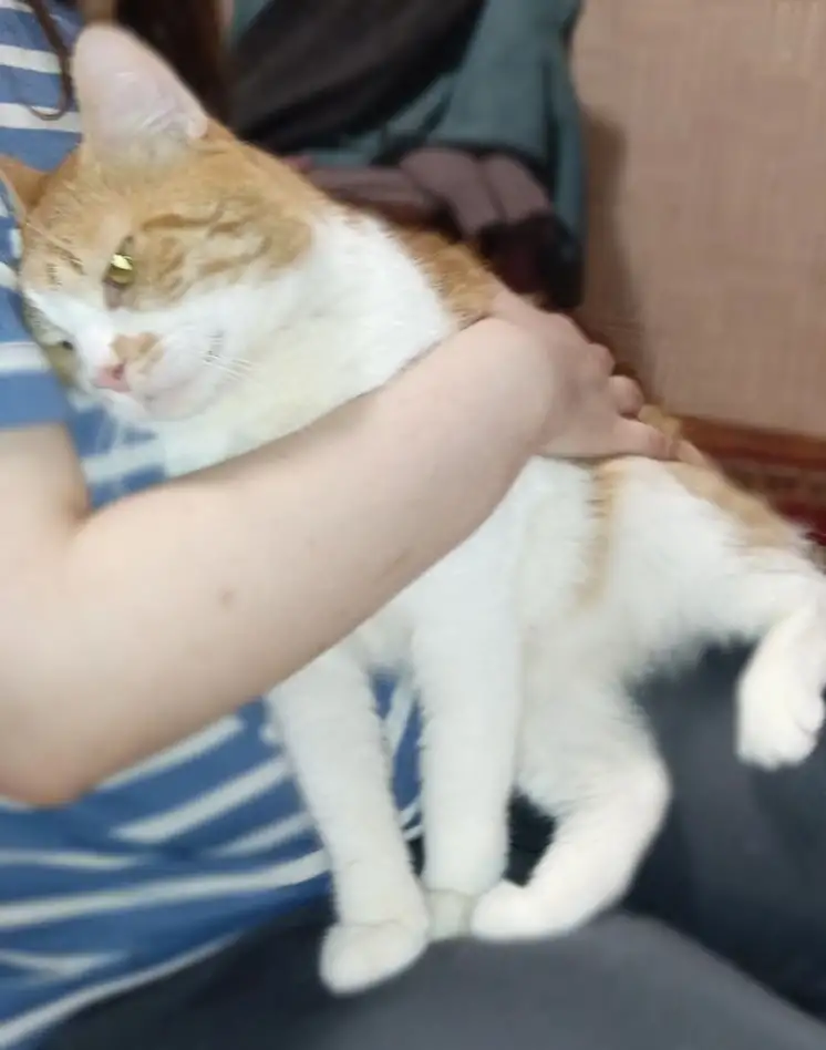 Чудесный рыжий котик Бонечка ищет дом и семью!, фотография 12