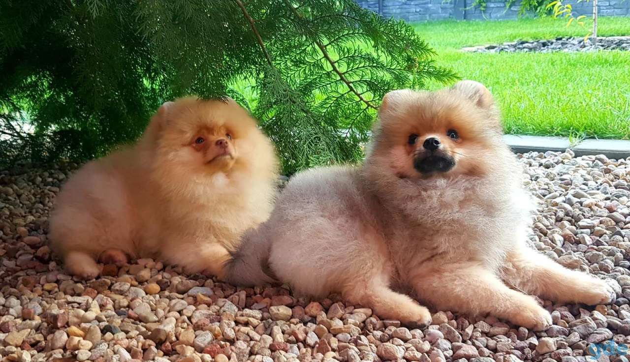 Щенки померанского шпица, фотография 2