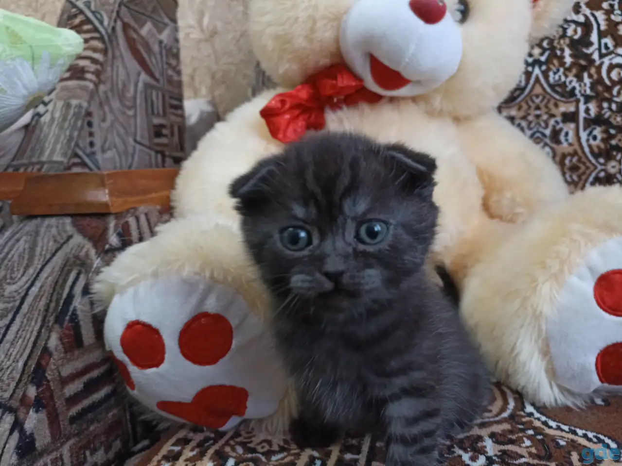 Шотландские котята, фотография 2