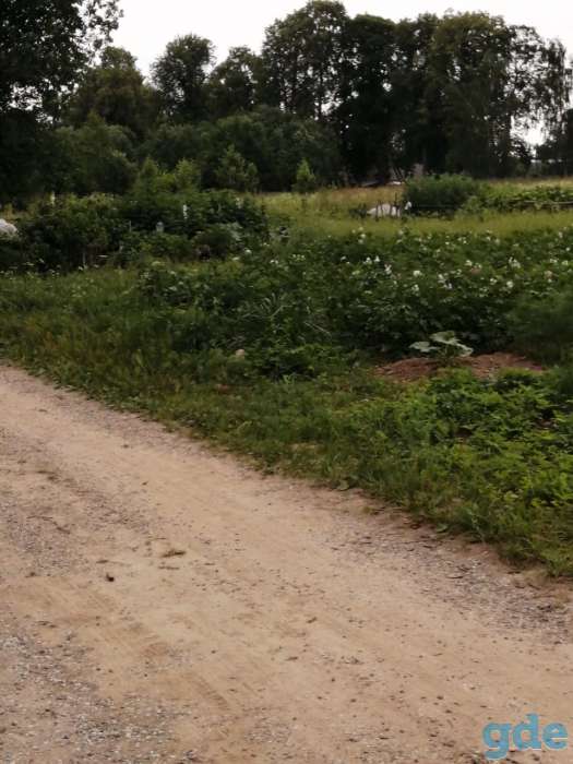 Потерялся кот в Ошмянах, район Лейлубки, в огородах. Кличка Нафаня. Домашний, чужих боится. Просьба увидевших или нашедш, фотография 5