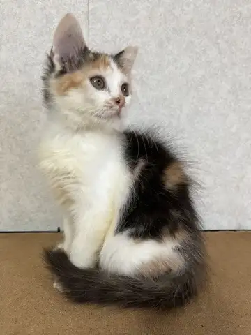 КОТЕНОК, фотография 2