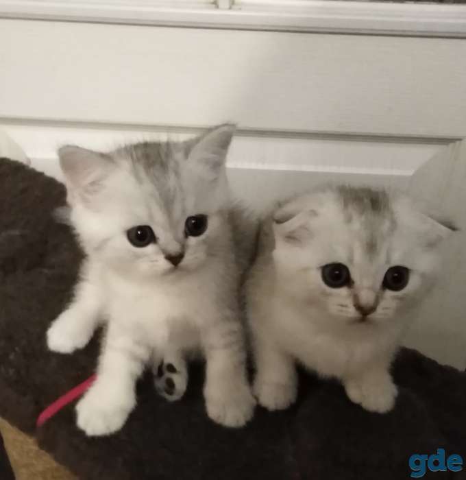 Красивые котята шотландские, фотография 3