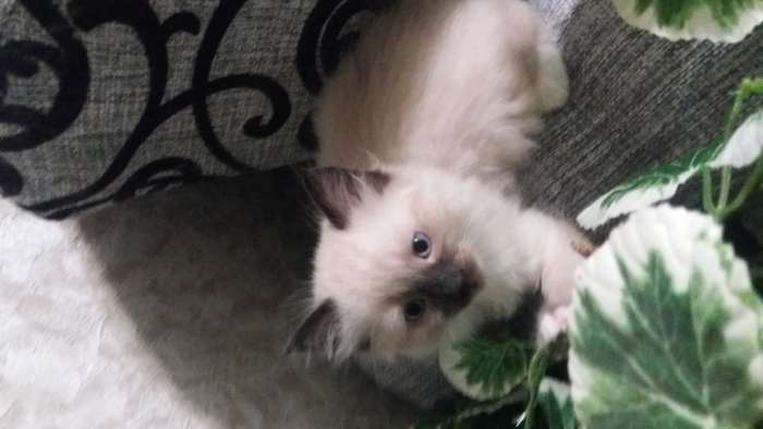 Котята, фотография 5