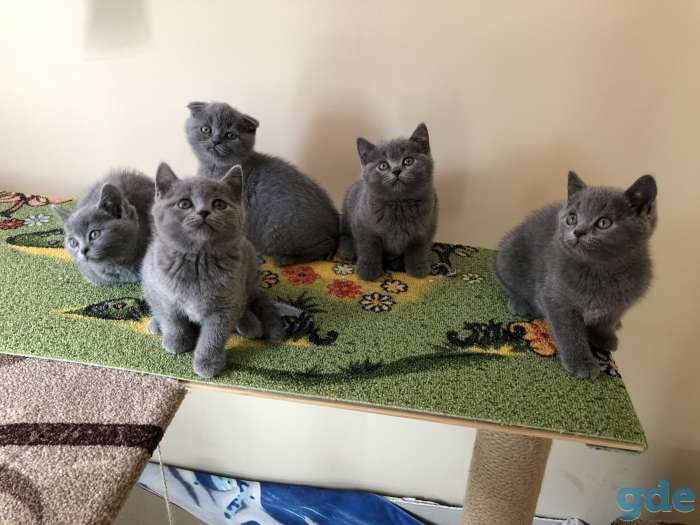 Шотландские котята, фотография 6