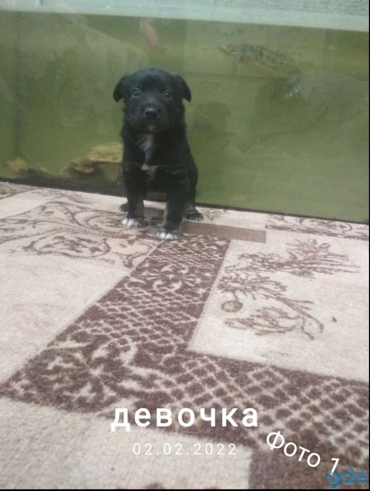 Отдам щенков, фотография 3