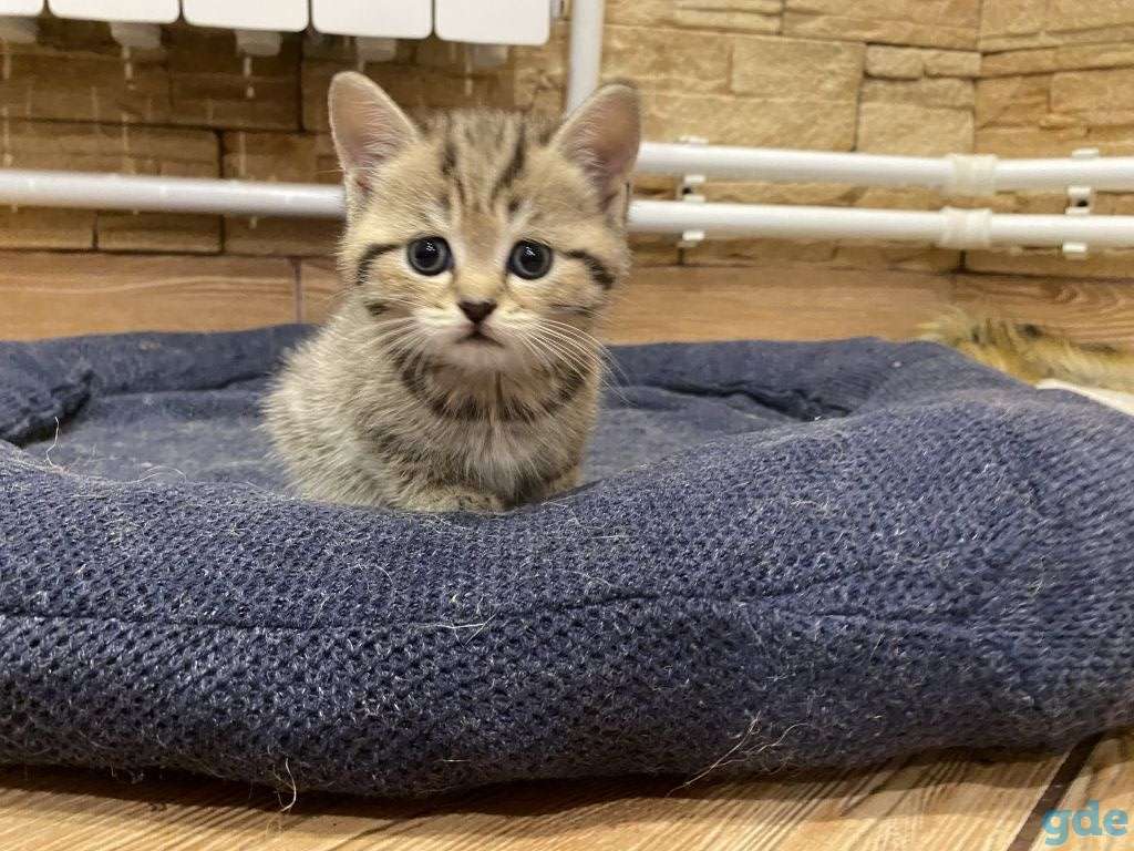 Котята, фотография 2