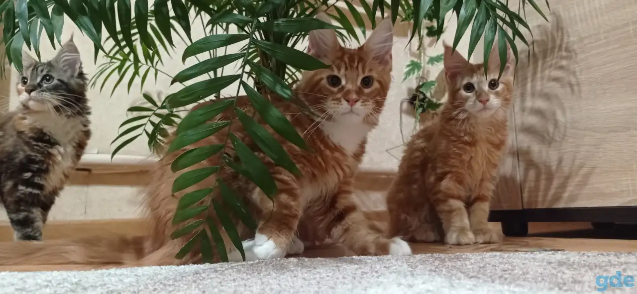 Котенок мейнкун (кот), фотография 5