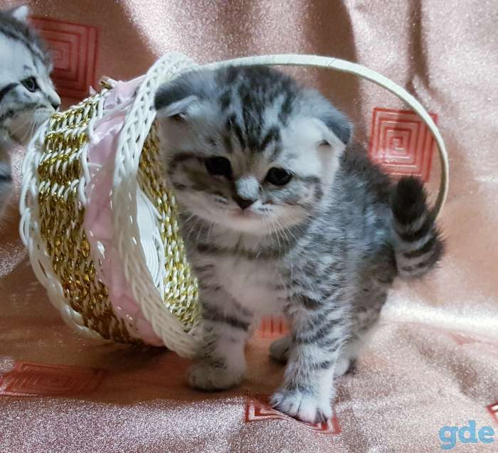 Шотландские вислоухие котята., фотография 1