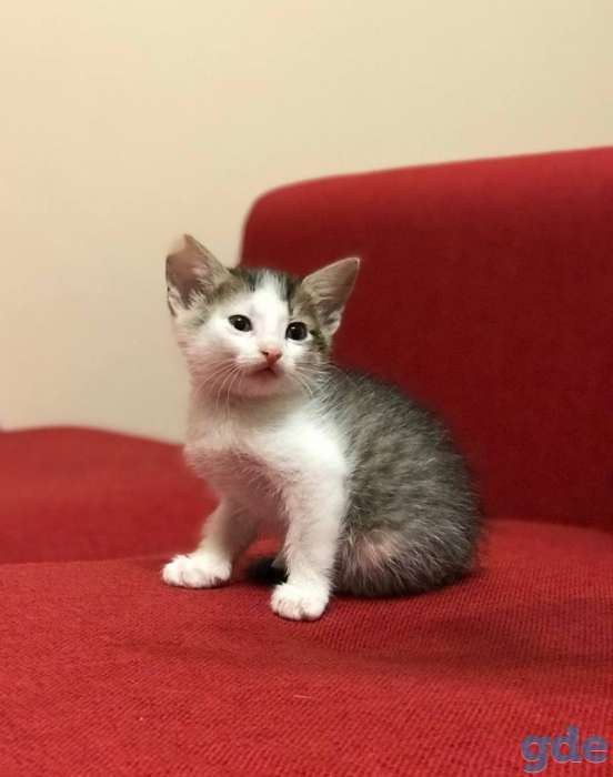 Котята в дар, фотография 3