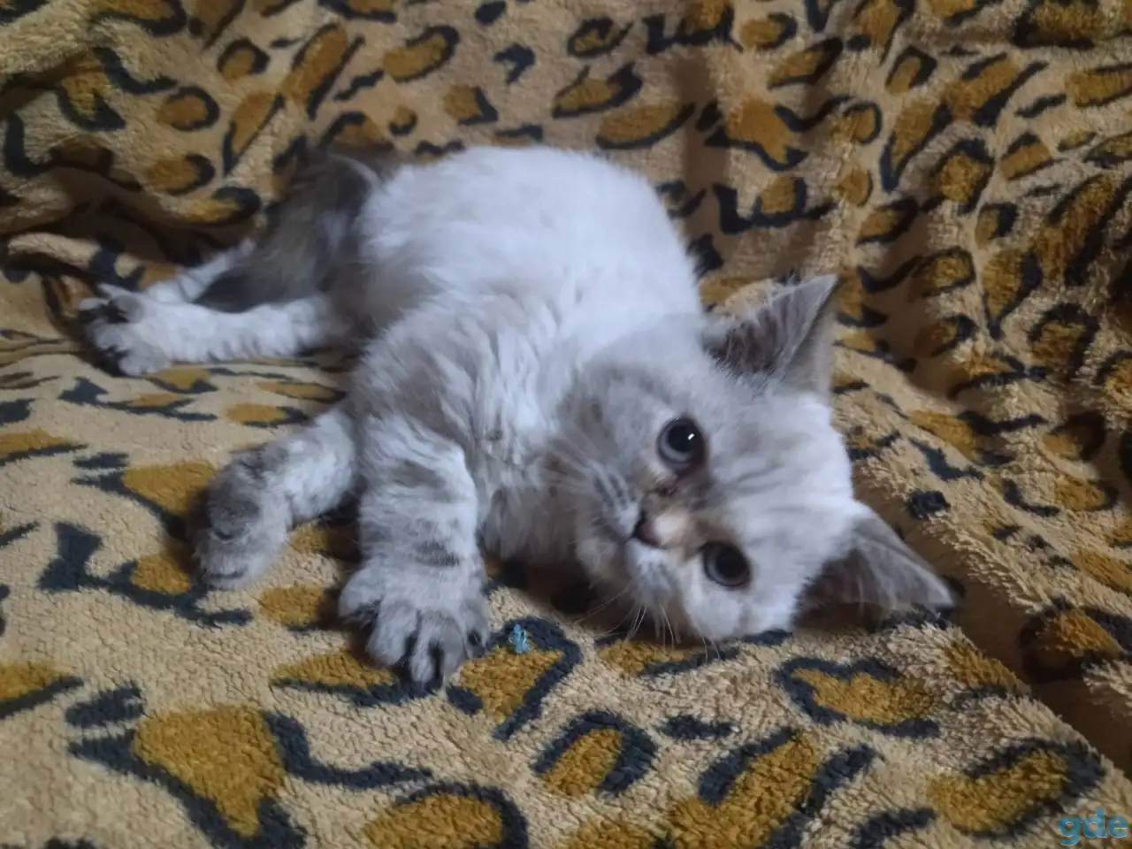 Шотландские котята, фотография 3