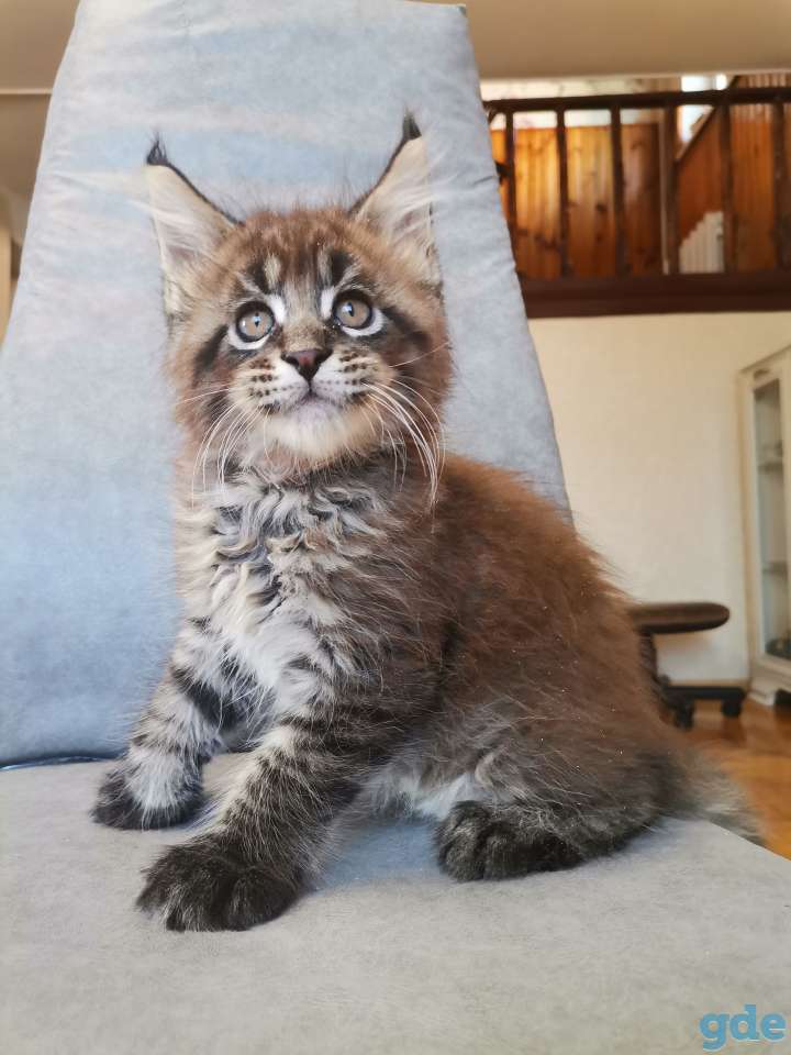 Котенок мейн-кун, фотография 2