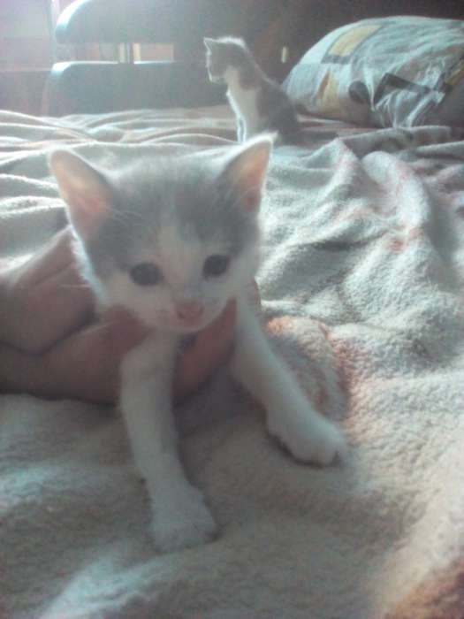 Котята в дар, фотография 8