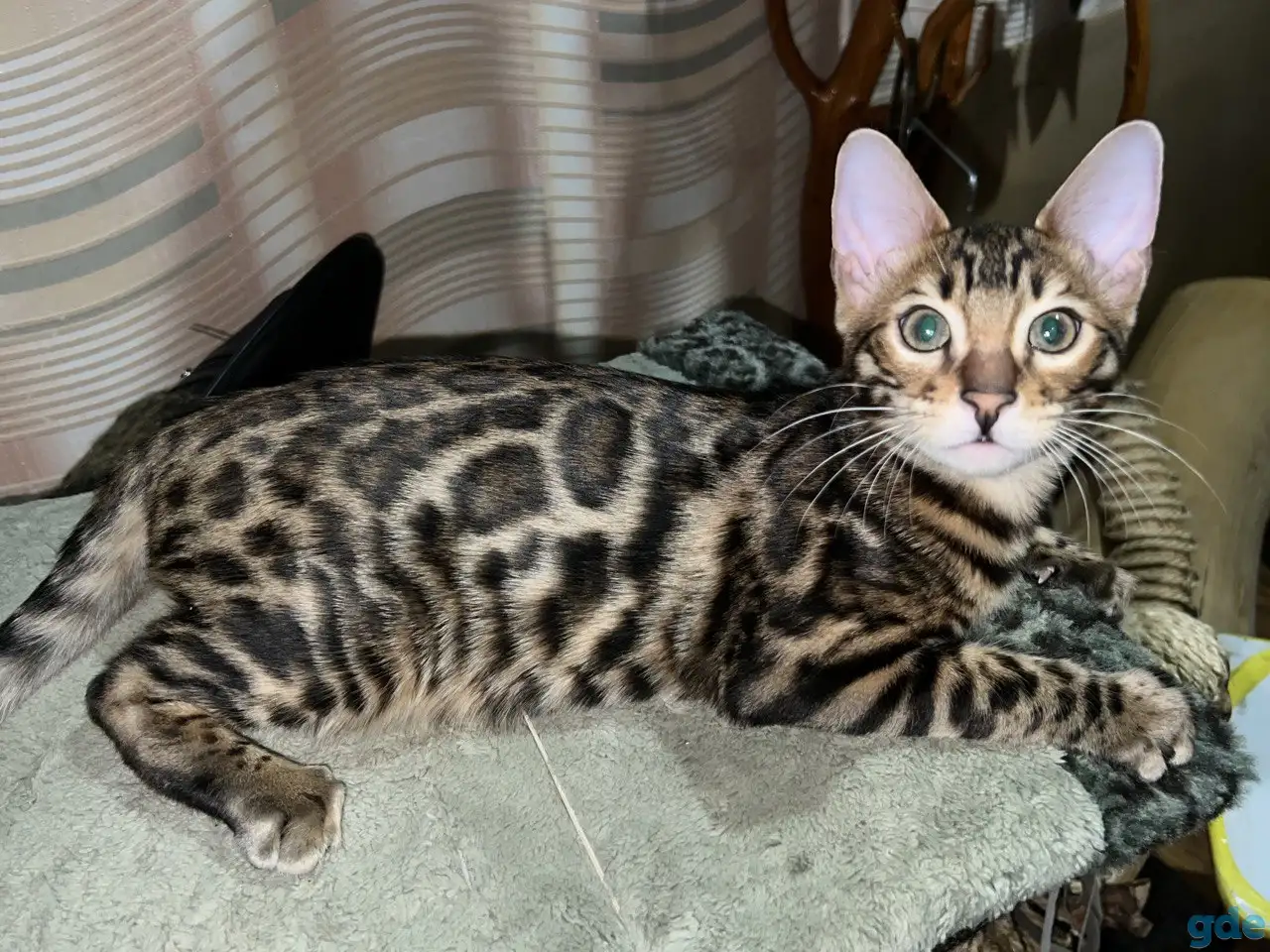 Бенгальский котенок (мальчик), фотография 2