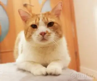 Чудесный рыжий котик Бонечка ищет дом и семью!, фотография 2