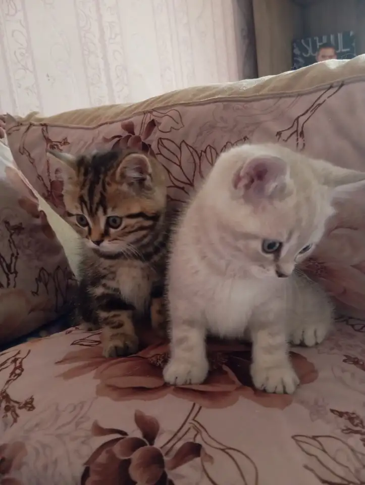 Котята, фотография 5