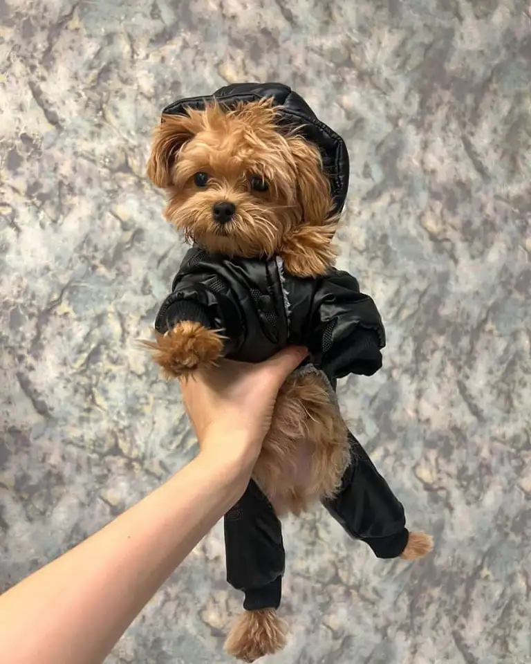 мини мальтипу ф1 девочка и мальчик  maltipoo f1 girl, фотография 12