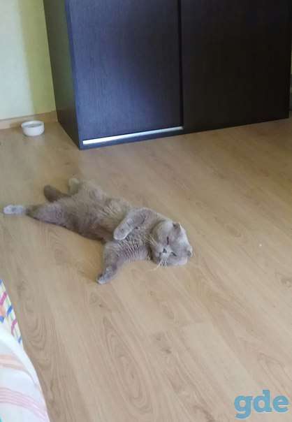 вязка кота, фотография 3