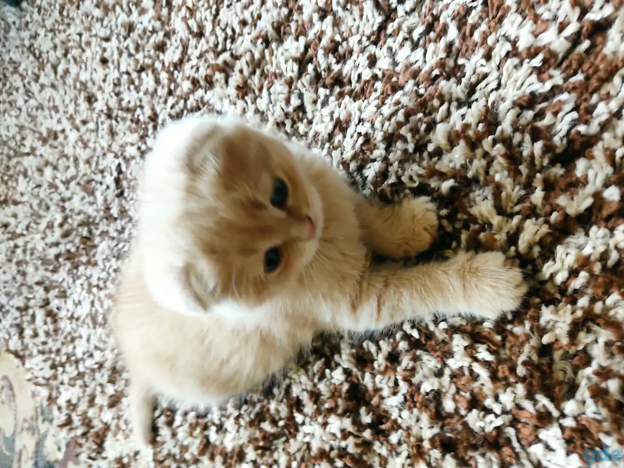 Шотландский котёнок, фотография 6