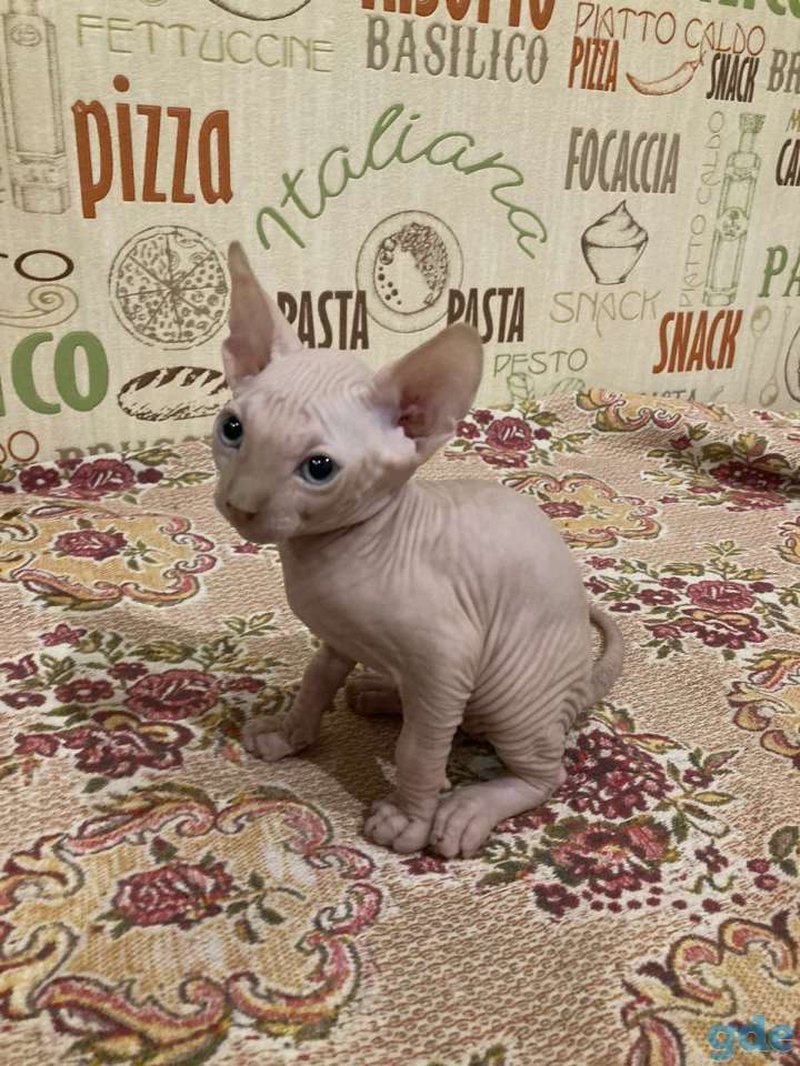 Продаю котят канадского сфинкса, фотография 3