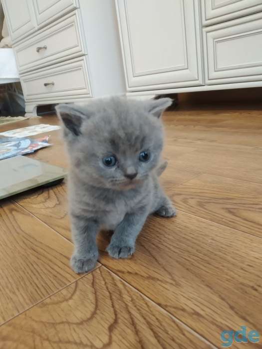 Продажа шотландских котят, фотография 3