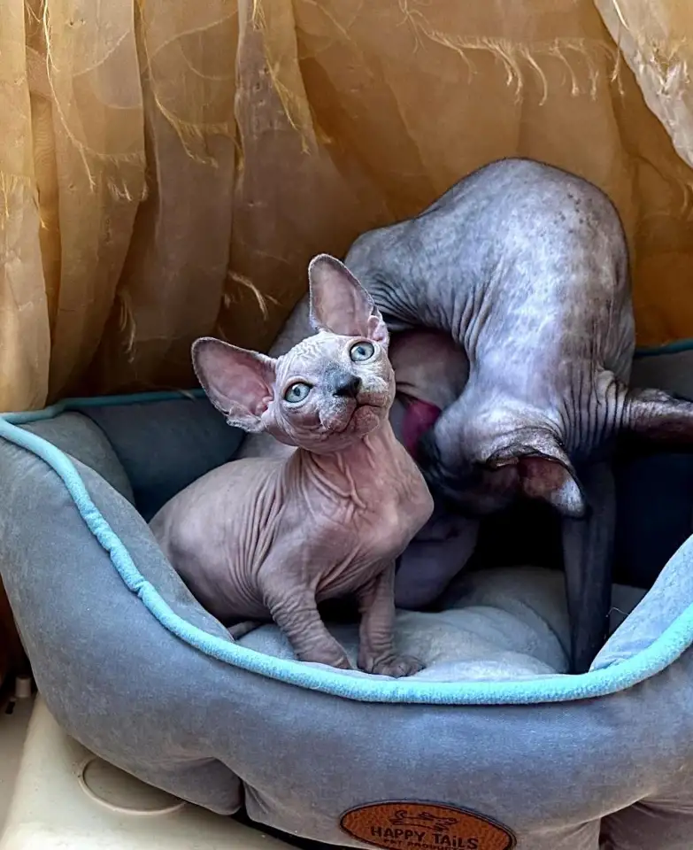 Канадский сфинкс котята, фотография 2