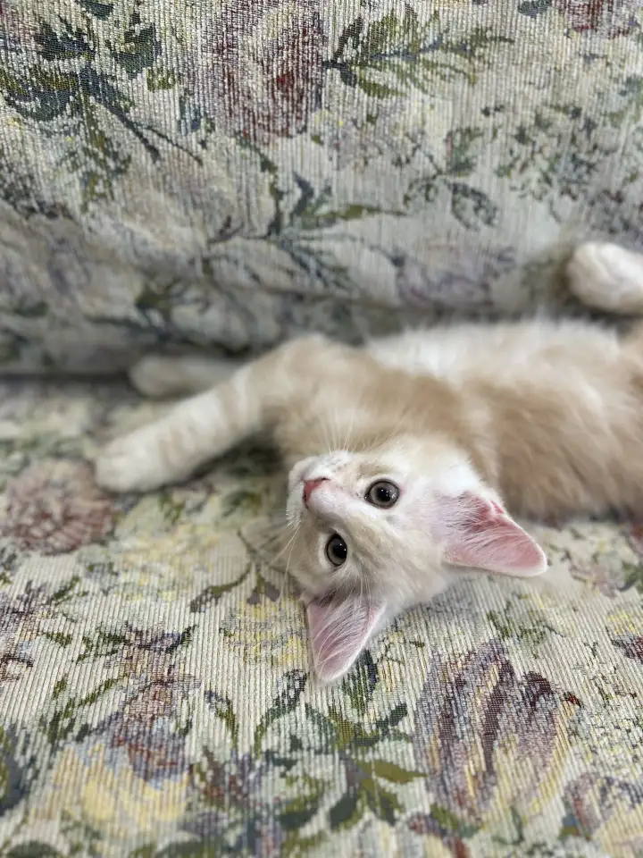 Котенок породы мейн-кун, фотография 3