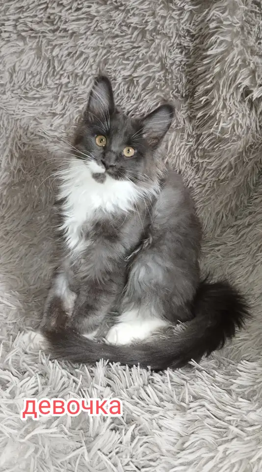 Продам котят  породы мейн-кун., фотография 3