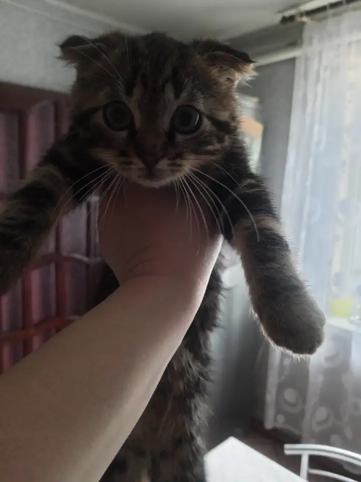 Отдам котят в хорошие руки, фотография 1