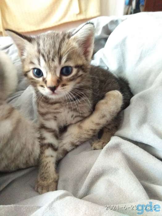 Шотландские котята, фотография 8