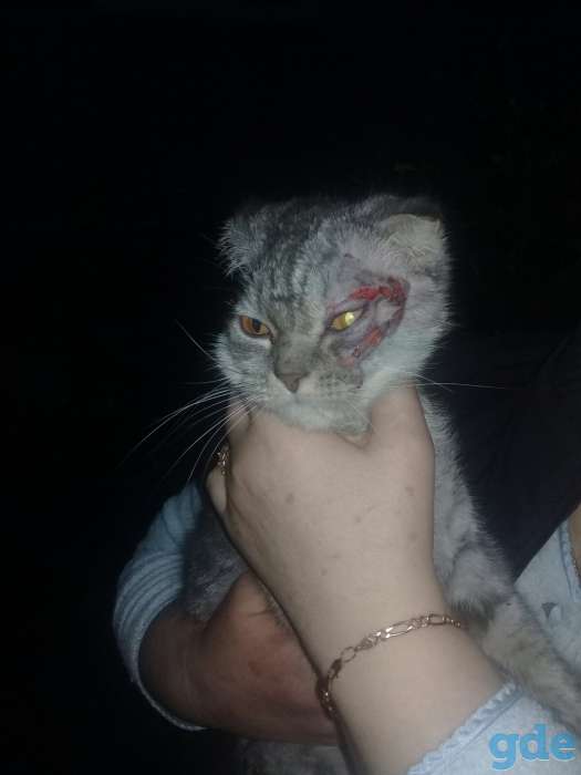 Потерялся котенок, фотография 1
