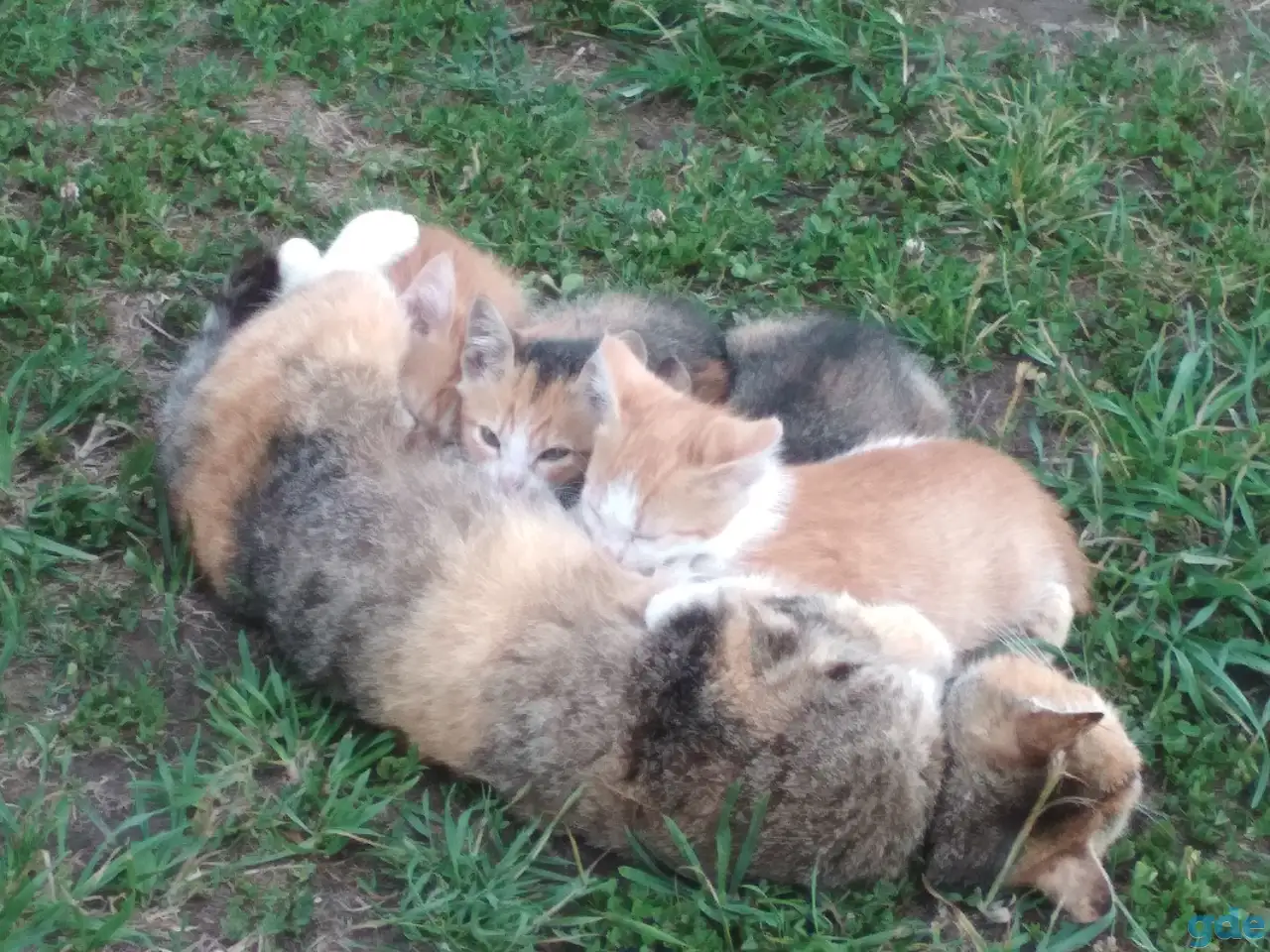Котята в дар, фотография 1