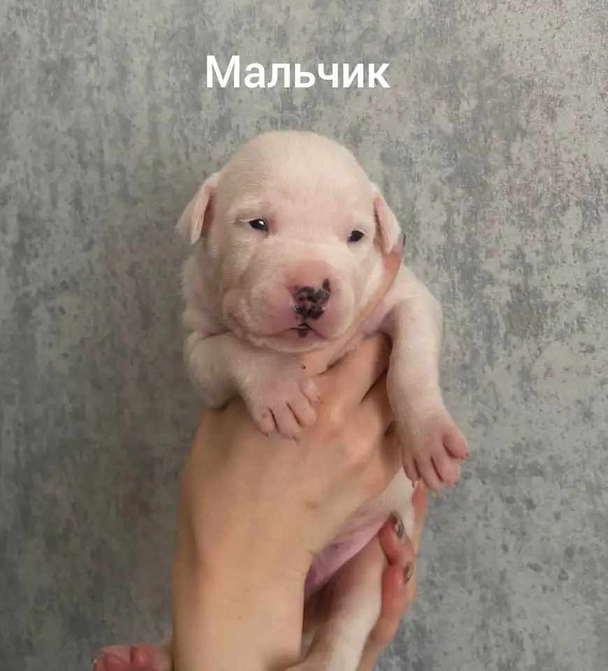 Щенки питбуля, фотография 6