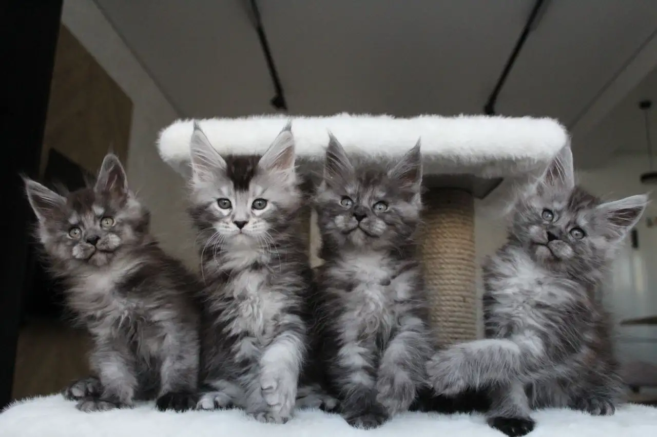 Котята мейн-кун!, фотография 4