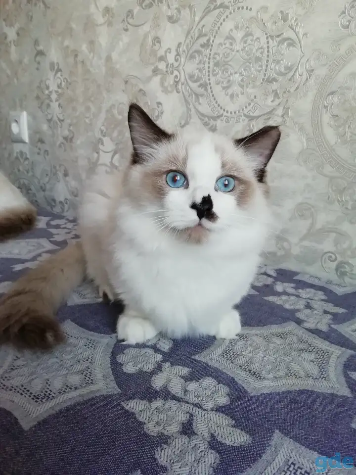 Котёнок Рэгдолл в любящую семью, фотография 3
