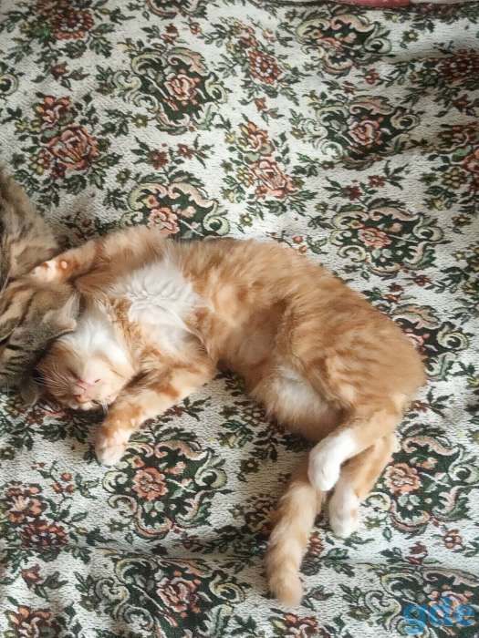 Котёнок в дар, фотография 1