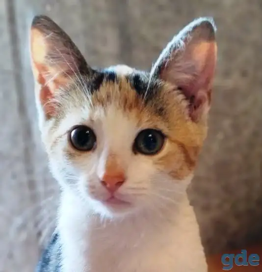 Котёнок ищет дом!, фотография 1