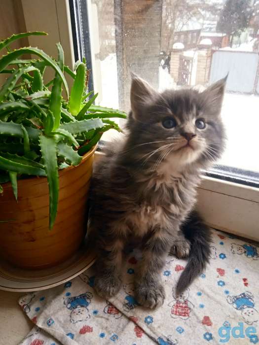 Котята мейкун, фотография 4