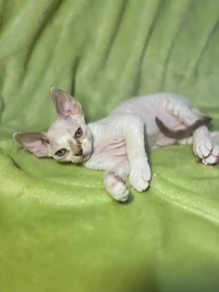 Котенок ДевонРекс, фотография 3