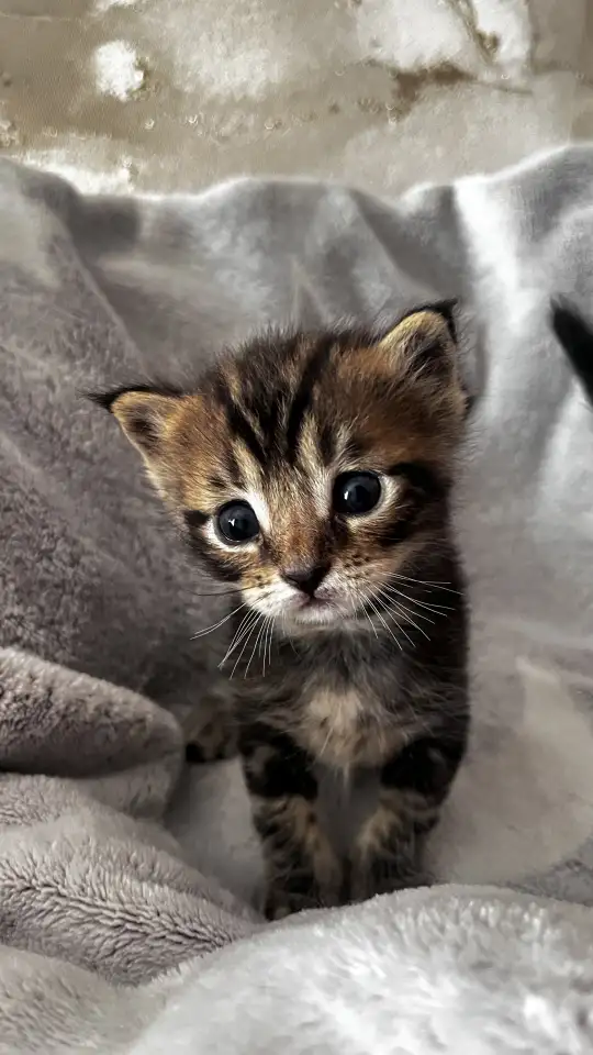 Котята помесь папа Мейн-Кун мама Шотландская скоттиш-страйт, фотография 7