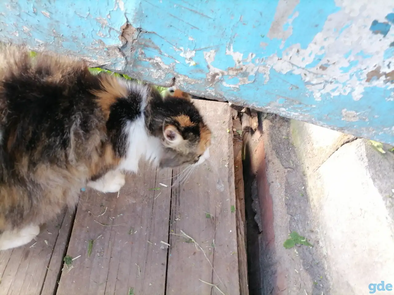 Котята в добрые руки, фотография 4