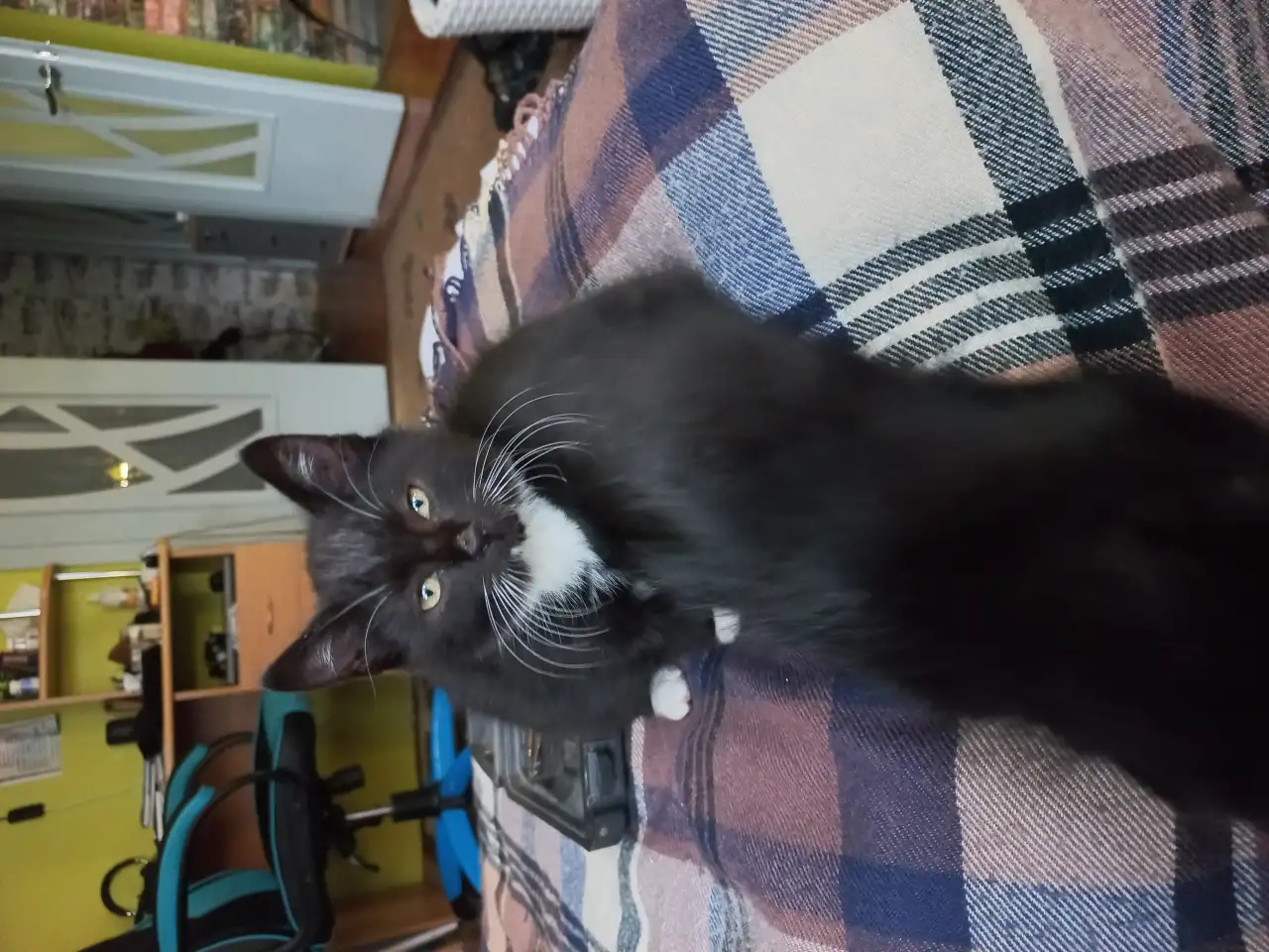 Котята, мальчики, фотография 5